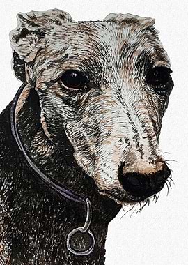 GREY HOUND PORTRAIT