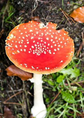 Magic Mushroom Fly Agaric