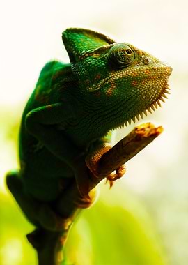 Green Chameleon