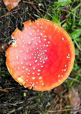 Magic Mushroom Fly Agaric