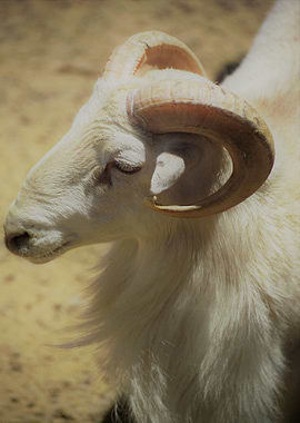 Ram Sheep