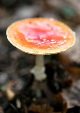 Magic Mushroom Fly Agaric