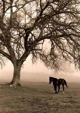 The Old Oak and the Steed