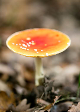 Magic Mushroom Fly Agaric