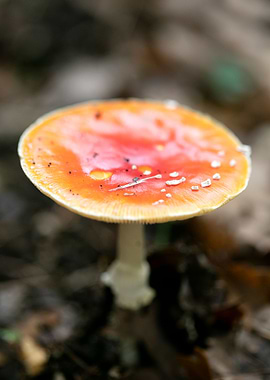 Magic Mushroom Fly Agaric