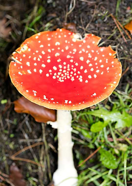 Magic Mushroom Fly Agaric