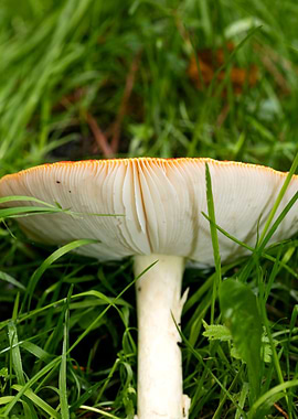 Magic Mushroom Fly Agaric
