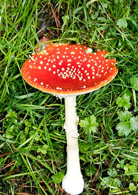 Magic Mushroom Fly Agaric