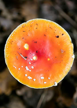 Magic Mushroom Fly Agaric