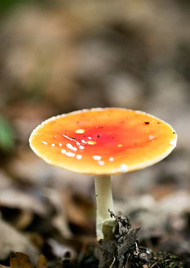 Magic Mushroom Fly Agaric