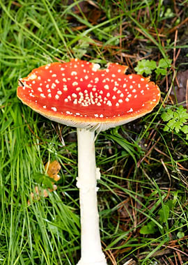 Magic Mushroom Fly Agaric