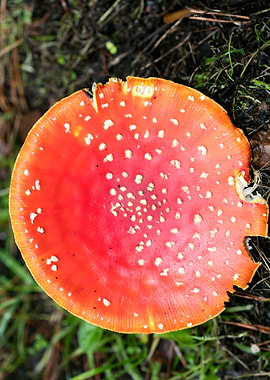 Magic Mushroom Fly Agaric