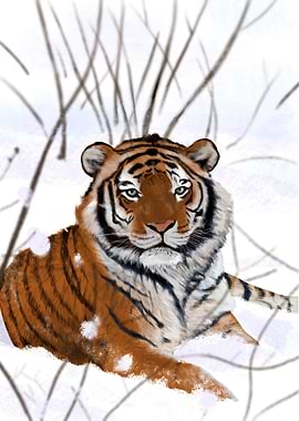 Siberian tiger in the snow