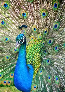 Colorful Peacock Bird