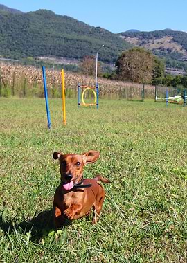 Jumping Dachshund