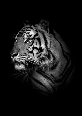 wild black tiger poster