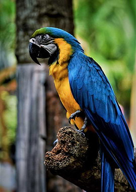 Blue Parrot sit on tree