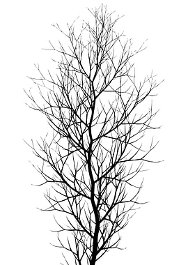 The Black Tree
