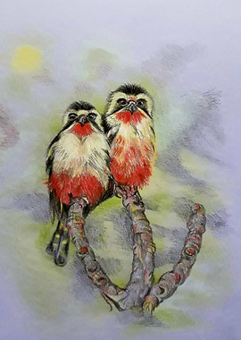 2 Collared falconets