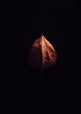 Dry Leaf Chinese Lantern