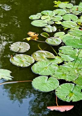 Water Lily Summer Pond