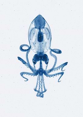 Glass squid