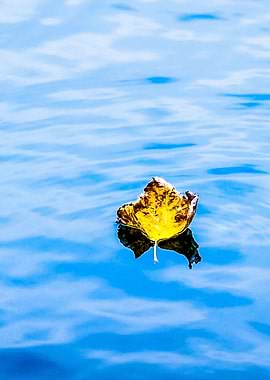 Galleon Del Oro Vertical