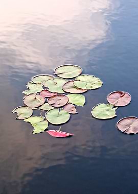 Water Lily Leaves