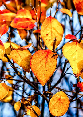 Cotoneaster In Autumn