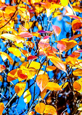 Vivid Cotoneaster Leaves