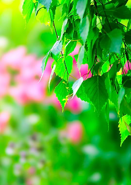 Birch Leaves Pink Tulips