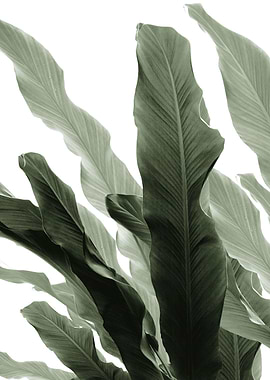 Banana Leaves Jungle 7