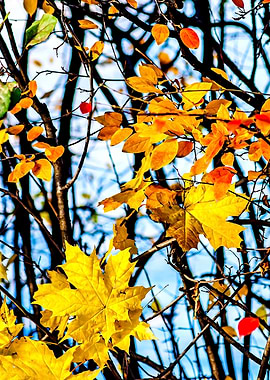 Cotoneaster Maple Leaves