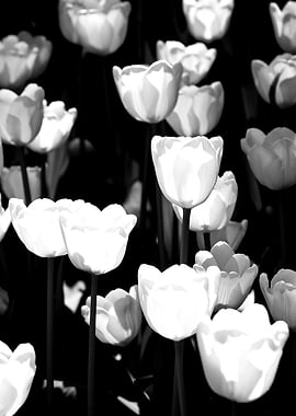 White Tulips Vertical