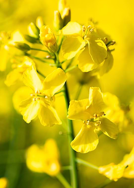 Yellow Gold of Czechia