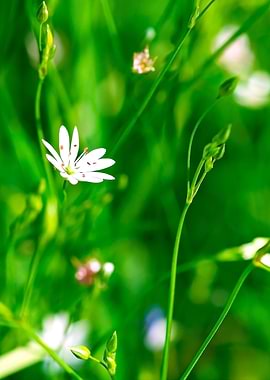 Summer Wildflowers Right