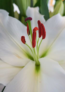 white lily for holidays
