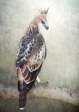 Changeable Eagle Hawk