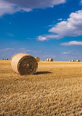 Fields of blue and yellow