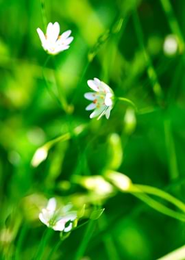 Summer Wildflowers Left