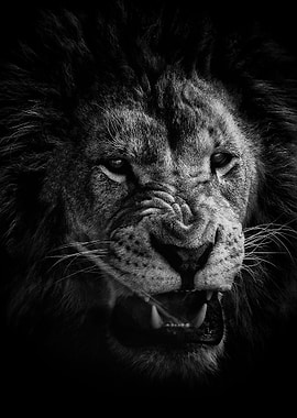 wild lion head black white