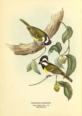 White Bellied Shrike Tit