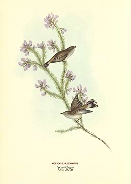 Western Gerygone