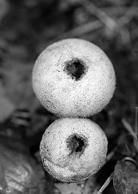Mushrooms black and white