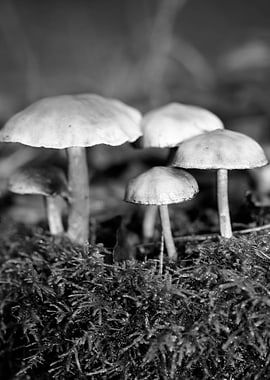 Mushrooms black and white