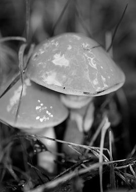 Mushrooms black and white