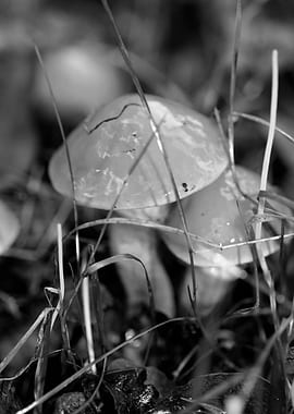 Mushrooms black and white