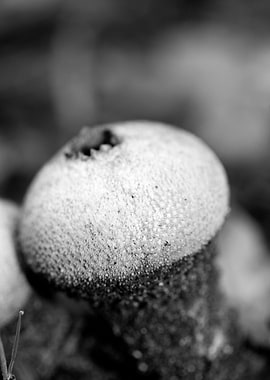 Mushrooms black and white