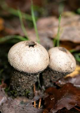 Trippy mushrooms close up