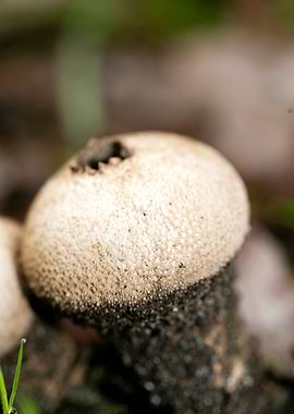 Trippy mushrooms close up